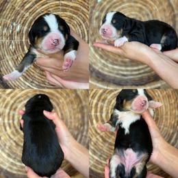Ariel - Tri-color female Bernedoodle puppy in Yuciapa, California from AlltheDoodlez_