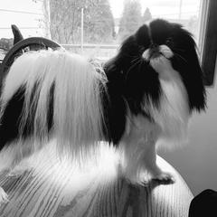 Zues - Japanese Chin