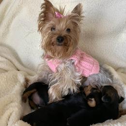 Yorkshire Terrier Puppies from Yorkie Family Home