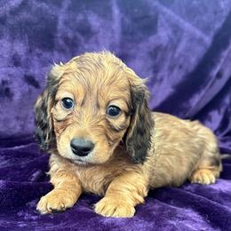 Killian - Red male Dachshund puppy in Memphis, Tennessee from River City Doxies