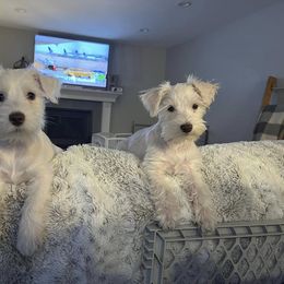 Miniature Schnauzer Puppies from Hume Family Mini Schnauzers