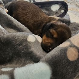 Spanky - Chocolate and cream male Dachshund puppy in Queen Creek, Arizona from Wigglebutts Miniature Dachshund Az