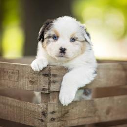 Blue Merle Male - Blue merle male Australian Shepherd puppy in Elkton, Tennessee from Riverlook Australian Shepherds
