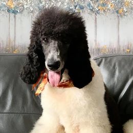 Poodles from Loving Poodles TN