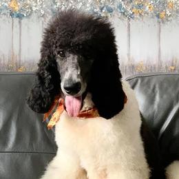 Poodles from Loving Poodles TN