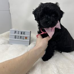 Assorted Doodle Crosses Puppies from Miranda Thornton