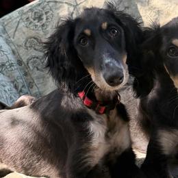 Nalini - Grey Collar - Black female Saluki puppy in Los Angeles, California from Srinagar Salukis