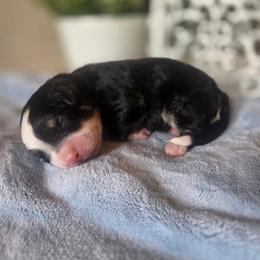 Maverick - Tri-color male Bernedoodle puppy in Eagle Mountain, Utah from Fur Real Puppies.