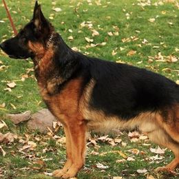 German Shepherds from BoS German Shepherds