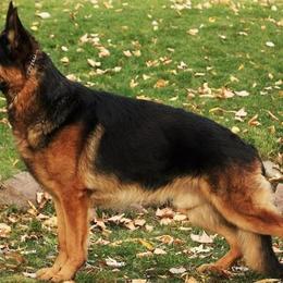 German Shepherds from BoS German Shepherds