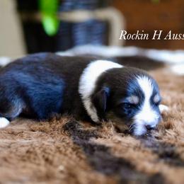 Boy 1 - Black tri male Toy Australian Shepherd puppy in Russellville, Arkansas from Rockin H Aussies
