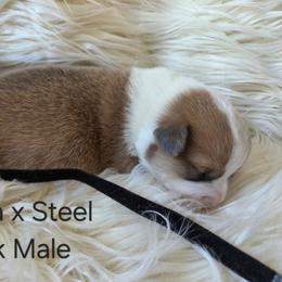 Black Male - Sable male Pembroke Welsh Corgi puppy in Wayne City, Illinois from Lash Livestock & Corgis