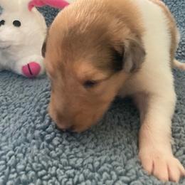 Rebecca - Sable merle and white female Collie puppy in Yulee, Florida from Three Collie Farm