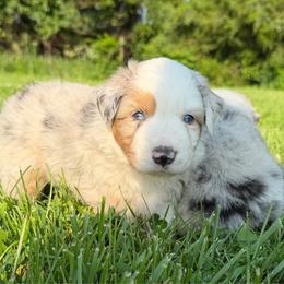 Rosetta - Blue merle female Miniature American Shepherd puppy in Clinton, Missouri from Mockingbirds American Minis