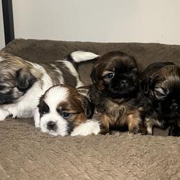 Shih Tzu Puppies from Caroline Mendes