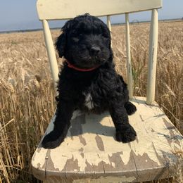 Sheepadoodle Puppies from Bo Peep Sheepadoodles