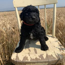 Sheepadoodle Puppies from Bo Peep Sheepadoodles