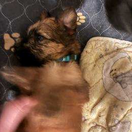 Green - Wheaten male Soft Coated Wheaten Terrier puppy in Casselberry, Florida from Timberlane