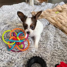 Duncan - Red white and sable male Papillon puppy in Howe, Oklahoma from Southern Sweet Papillons