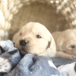 Tempest - Light golden male Golden Retriever puppy in Watkins, Colorado from Brightside Goldens