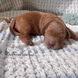 Simba - Apricot male Goldendoodle puppy in Phelan, California from High Desert Doodles - the original