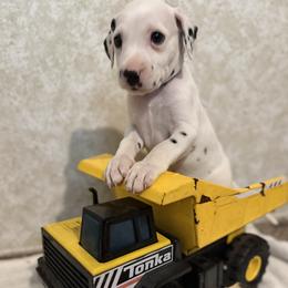 Stitch - White and liver brown male Dalmatian puppy in Hastings, Florida from Love My Spotty Dalmatians
