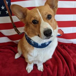 Nexxus - Pembroke Welsh Corgi