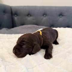 Gold - Liver female Boykin Spaniel puppy in Pearland, Texas from Double Shot Boykins