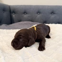 Gold - Liver female Boykin Spaniel puppy in Pearland, Texas from Double Shot Boykins