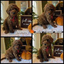 Red collar boy - Red  male Poodle puppy in Bristol, Tennessee from 4goldendoodles