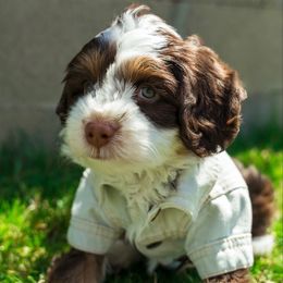 Tobalarone (Toby) 3500 - male Australian Mountain Doodle puppy in Cortez, Colorado from Sassy Pants Pups