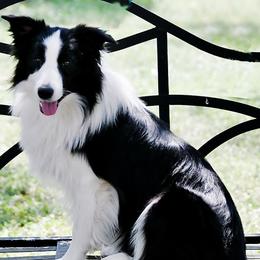 Border Collies from JoyLee Border Collies