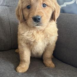 Pinky Pie - Dark golden female Golden Retriever puppy in Mountain Home, Idaho from Poppy's Garden Golden Retrievers