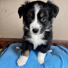 Crush - Black tri male Miniature Australian Shepherd puppy in Tonasket, Washington from V5 Aussies