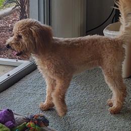 Lucy - Goldendoodle