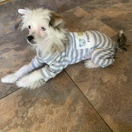 Chinese Crested Puppies from DeBahTrio Chinese Cresteds