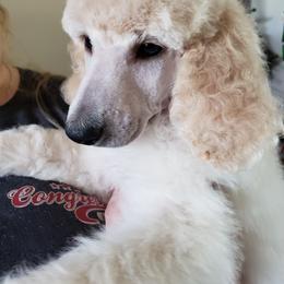 Poodle Puppies from Countryside Standard Poodles
