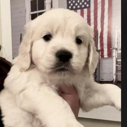 Rosie/magenta (now silver collar) - Light golden Golden Retriever puppy in Ellerslie, Georgia from Hearthstone Goldens