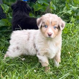 Russet - Red merle male Australian Shepherd puppy in Altmar, New York from E&C Australian Shepherds
