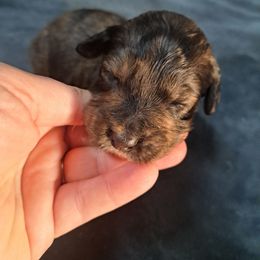 Grace - Chocolate merle female Bernedoodle puppy in Lafayette, Alabama from Williams Lake Doodles