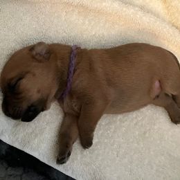 Violet boy - Wheaten male Soft Coated Wheaten Terrier puppy in Las Vegas, Nevada from Irish Wheatens in Las Vegas