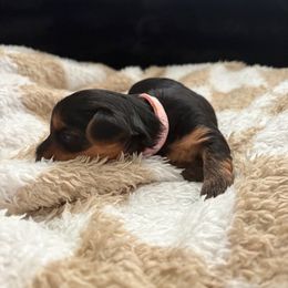 Piggie - Pink - Black and gold female Yorkshire Terrier puppy in Bakersfield, California from Yorkie Love