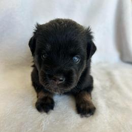 Llano - Black tri-color male Australian Shepherd puppy in Beach City, Texas from Salt N Sass Aussies