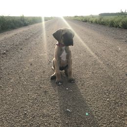Great Dane Puppies from Buffalo Creek Great Danes