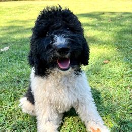 Goldendoodle and Poodle Puppies from SnickerDoodlePups