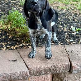 Girl 1 - Black roan female German Shorthaired Pointer puppy in Keswick, Virginia from Copper Ridge Stables