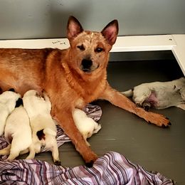 Australian Cattle Dog puppies from Thornbush