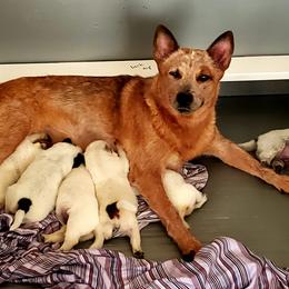 Australian Cattle Dog puppies from Thornbush