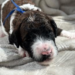 Hawken - Blue Collar - Sable male Poodle puppy in Monroe, North Carolina from The Klepper Homestead