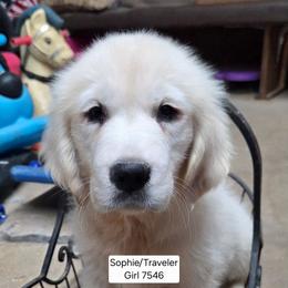 Sophie Girl 4 - Light golden female Golden Retriever puppy in Niles, Michigan from Composer Goldens